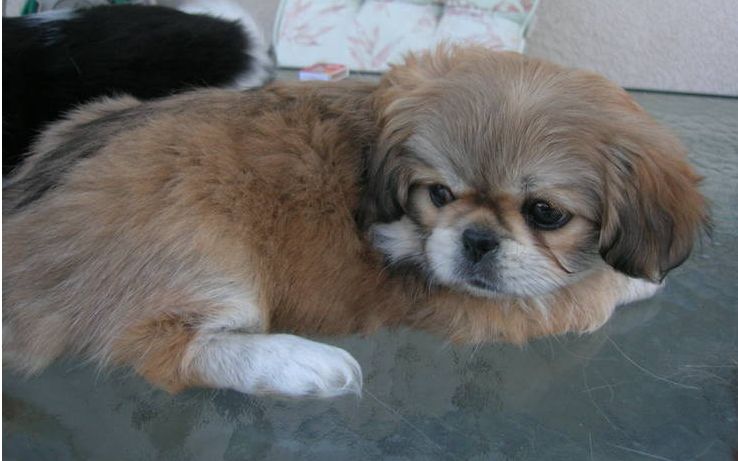 image of cute dog pekingese pup with long hair.JPG
