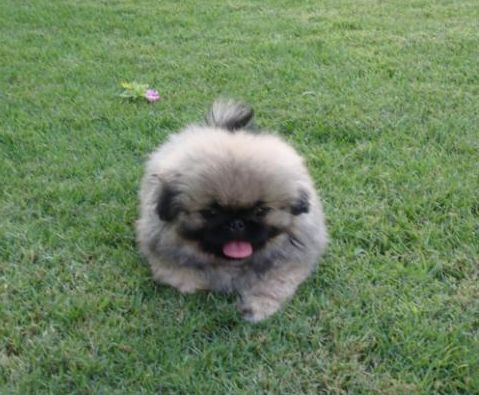 long hair and puffy pekingese pup playing in the garden.JPG
