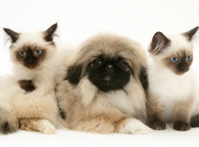 pekingese puppy with black face posting with two cats that looks like each other.JPG
