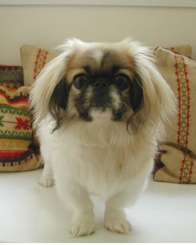 pekingese puppy with three tones looking straight to the camera.JPG
