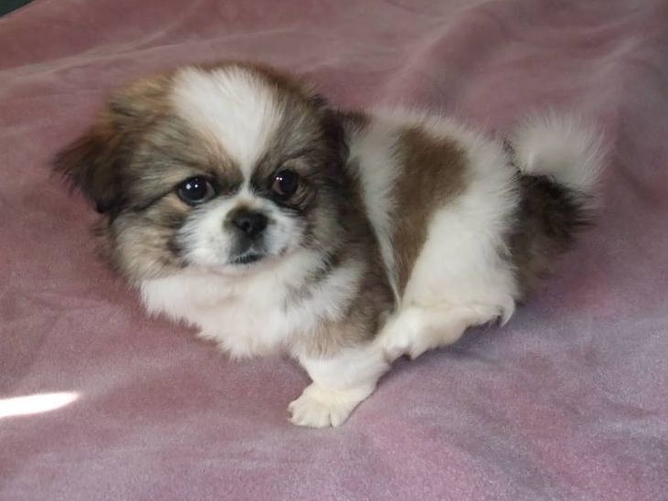 photo of cute dog pekingese puppy with three toned colors on a pink bed.JPG
