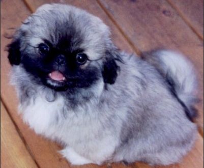 photo of pekingese puppy in grey and black picture.JPG

