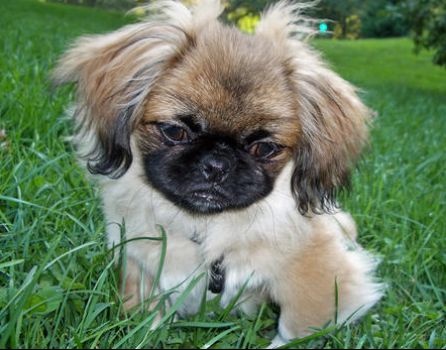 photo of puppy pekingese with long cute ears.JPG
