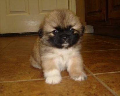 picture of pekingese dog looking so young and cute.JPG
