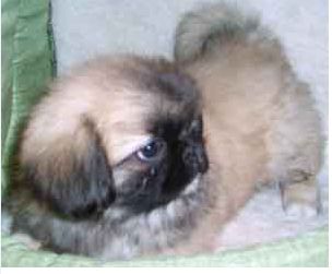 playful pekingese pup with its tail sticking in the air.JPG
