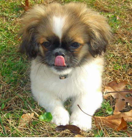 cute and young pekingese puppy in the nature in white and tan colors.JPG
