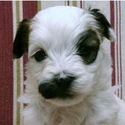 Havanese puppy in white with dark dots.JPG
