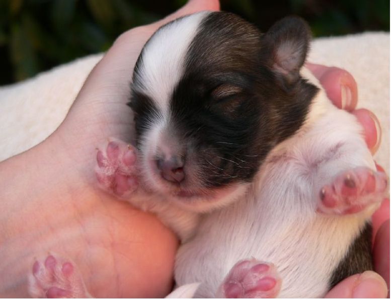 newborn havanese puppy in black and white.JPG
