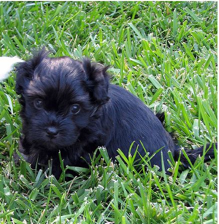 a havanese puppy in black on the grass looking so sweet.JPG
