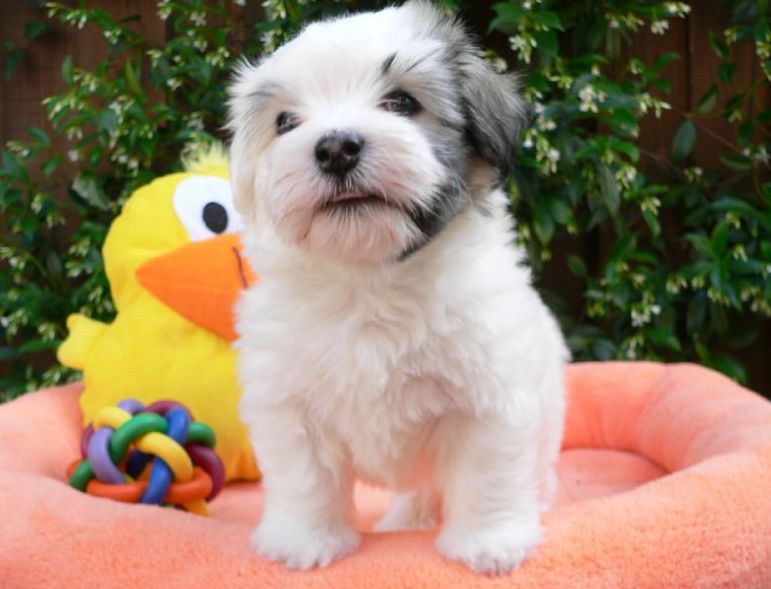 Havanese pup on its bright peach dog bed with full of colorful dog toys.JPG
