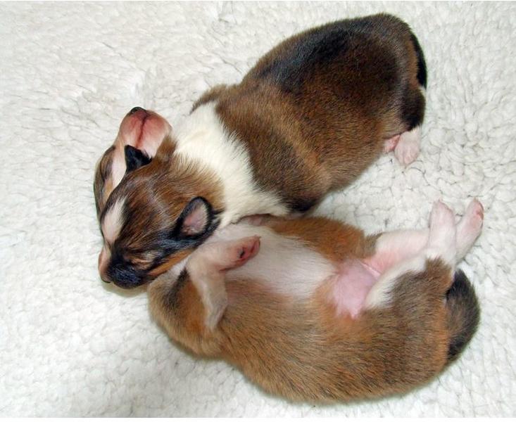 Two newborn Shetland Sheepdog puppies.JPG
