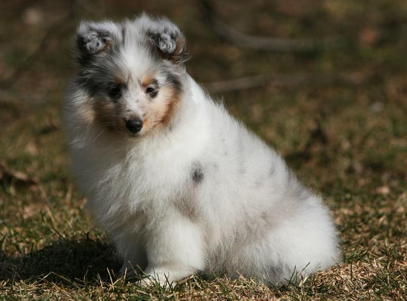 Young white Shetland Sheepdog puppy with dark patterns.JPG
