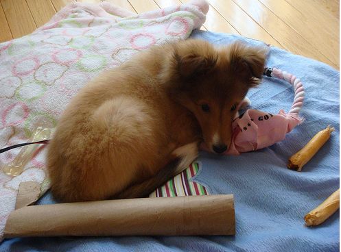 Tan shetland sheepdog in its bed with full of toys.JPG
