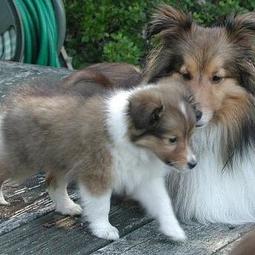 shetland sheepdog puppy with its mommy.JPG
