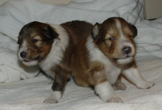 Image of Shetland Sheepdog puppies in tan and white.JPG
