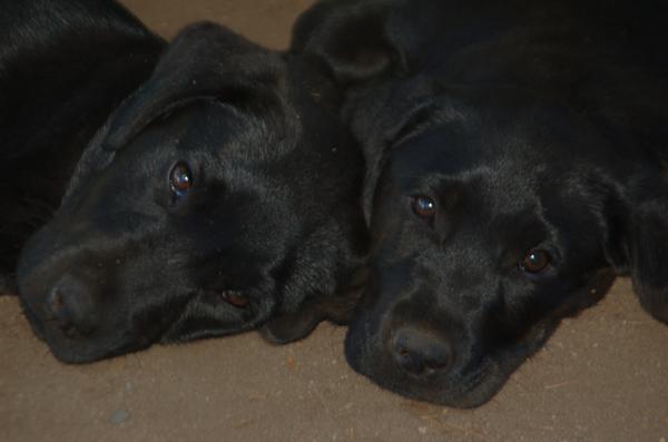 Black Labs
