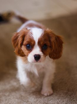cute Cocker Spaniel puppy photo.JPG
