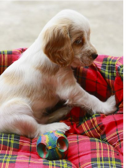 cute dog picture of Cocker Spaniel Puppy.JPG
