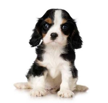 So cute looking Cavalier King Charles Spaniel puppy.JPG
