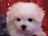 maltese pup cute face.jpg
