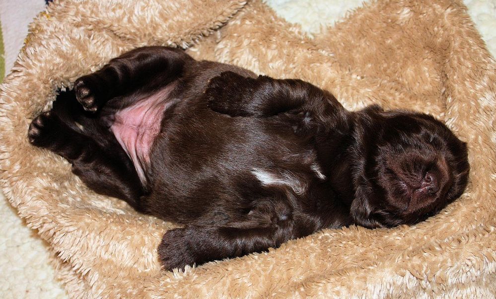Funny puppy picture of a Newfoundland puppy dog in deep sleep.JPG
