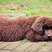 Images of newfoundland puppy in brown.JPG
