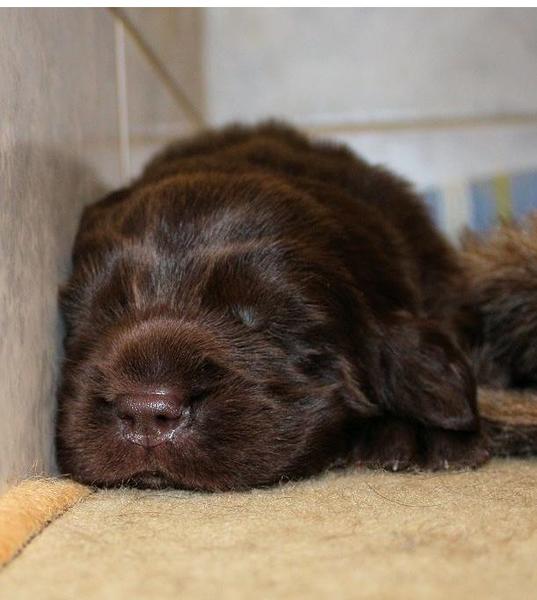 Newborn Newfoundland puppy in deep sleep.JPG
