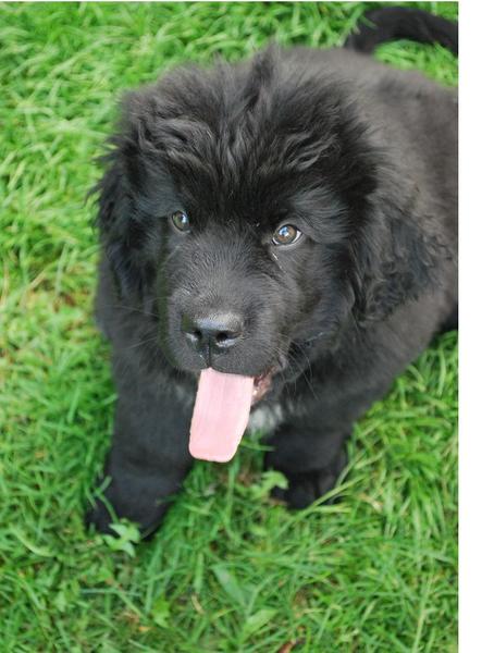 sweet young Newfoundlander puppy in black sticking out its tongue and looking up to the camera.JPG
