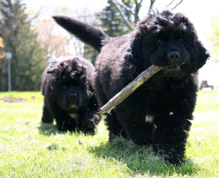Two black Newfoundlander puppies playing.JPG
