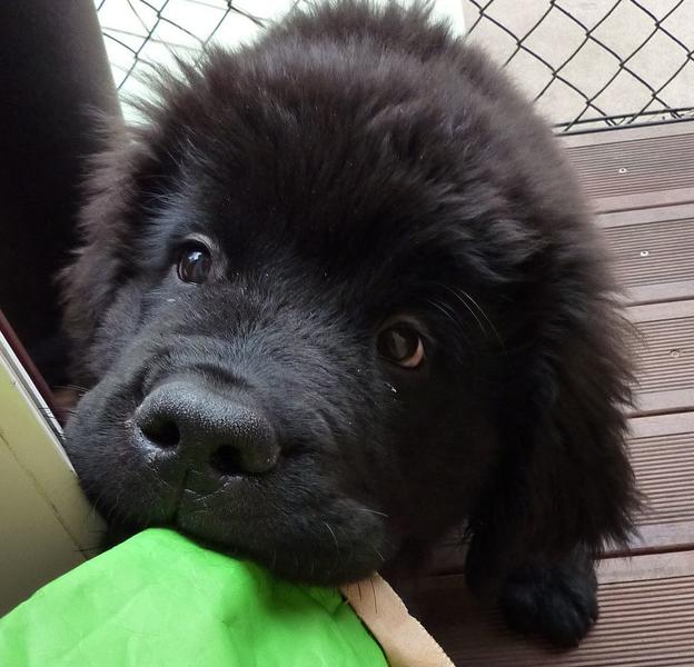 Very young Newfoundlander puppy face bitting on the green bag.JPG
