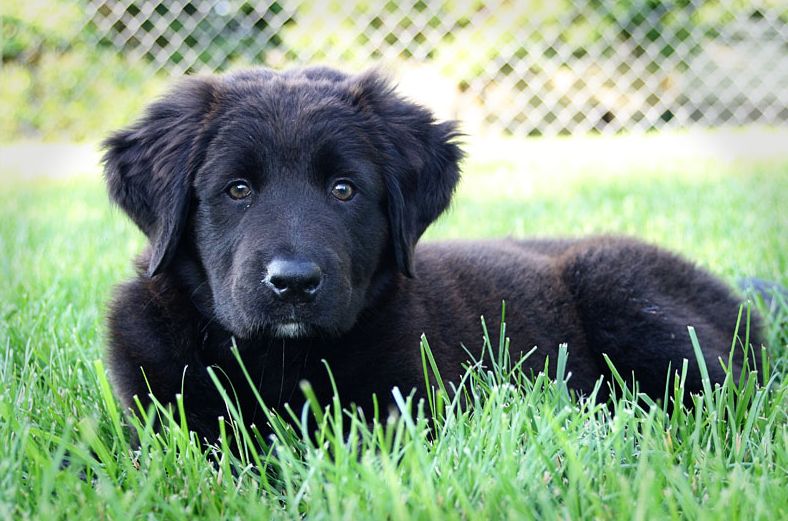 Young newfoundland puppy in pure black on laying on the grass.JPG
