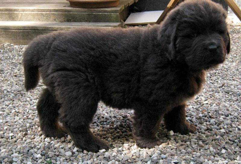 young Newfoundlander puppy picture in dark brown color.JPG
