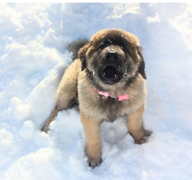 13 weeks old newfoundland puppy on the snow.JPG
