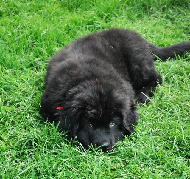 Beautiful black newfoundland puppy on the grass.JPG
