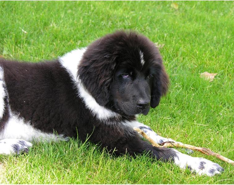 Black and white newfoundland pup on the grass.JPG
