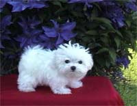 maltese pup in the garden.jpg
