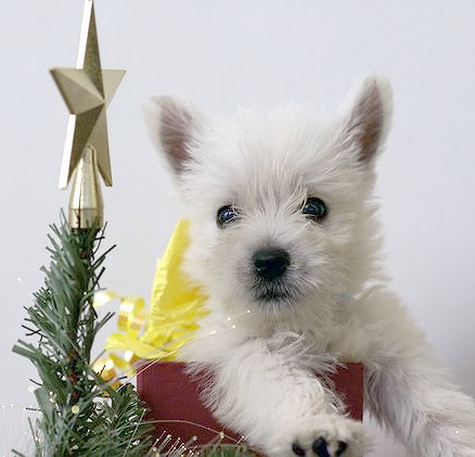 Westie
