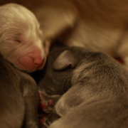 Young weimaraner puppies.PNG
