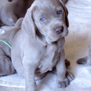 Photo of a weimaraners puppy.PNG
