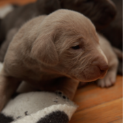 Photo of young weimaraner puppies.PNG
