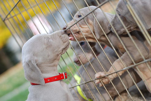 Two weimaraner puppys kissing.PNG
