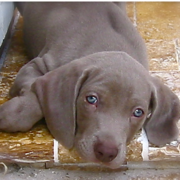 Weimaraner Puppy looking straight to the camera.PNG
