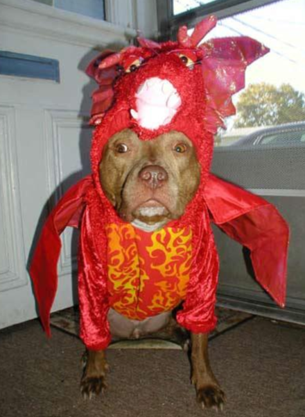 The Dragon pet costume images.PNG
