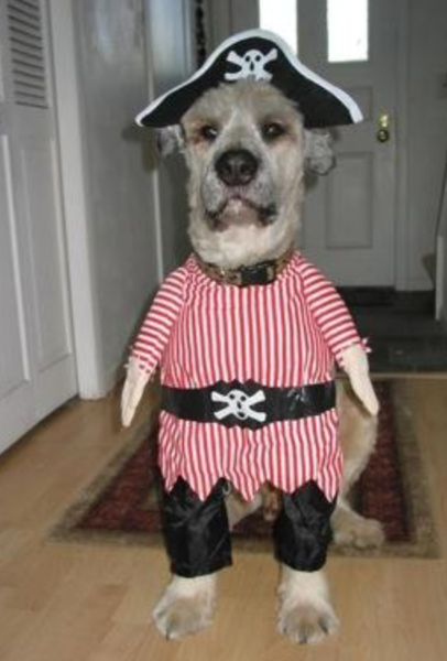 The Pirate costume for dog standing up on its two legs.PNG
