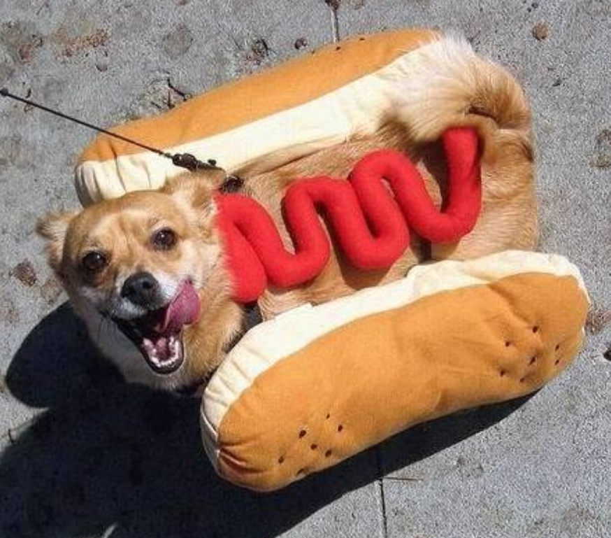 Funny dog costume photo with hot dog outfit.PNG
