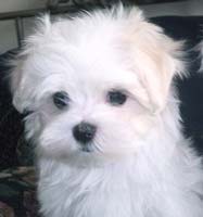 maltese pup_very cute.jpg
