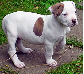 Image of american bulldog terrier.PNG
