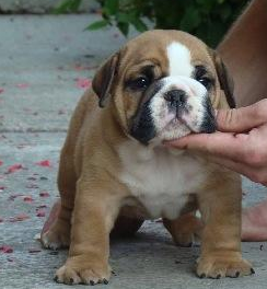 Tan miniature american bulldog with white and black dots on the face.PNG
