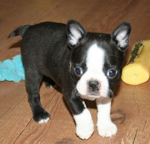 Very young american bulldog boston terrier pup.PNG
