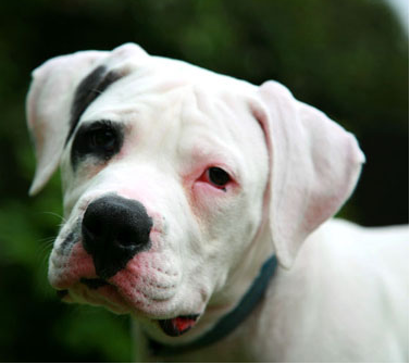 white dog with black eye